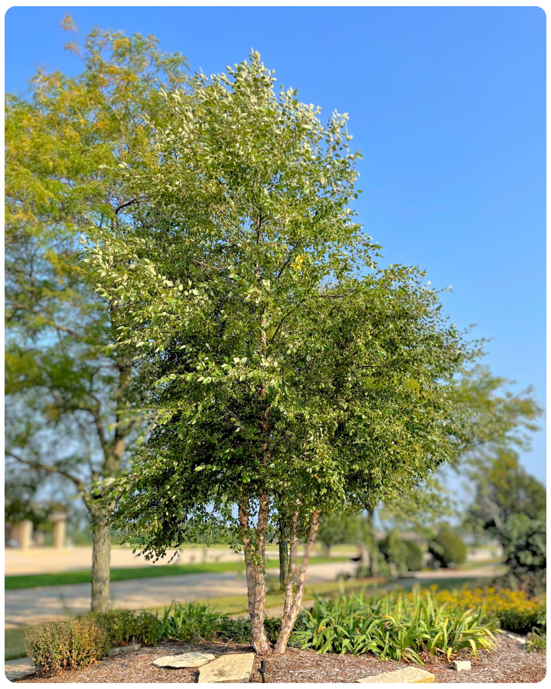A large mature clump form River Birch tree grows along the front edge of a property, blocking its view of a busy road.